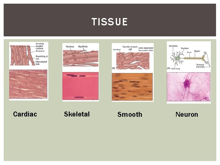 TISSUE Cardiac Skeletal Smooth Neuron 