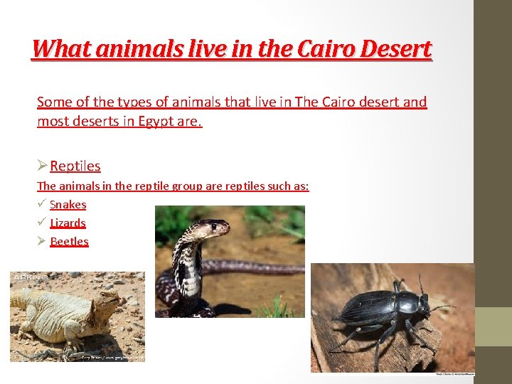 What animals live in the Cairo Desert Some of the types of animals that