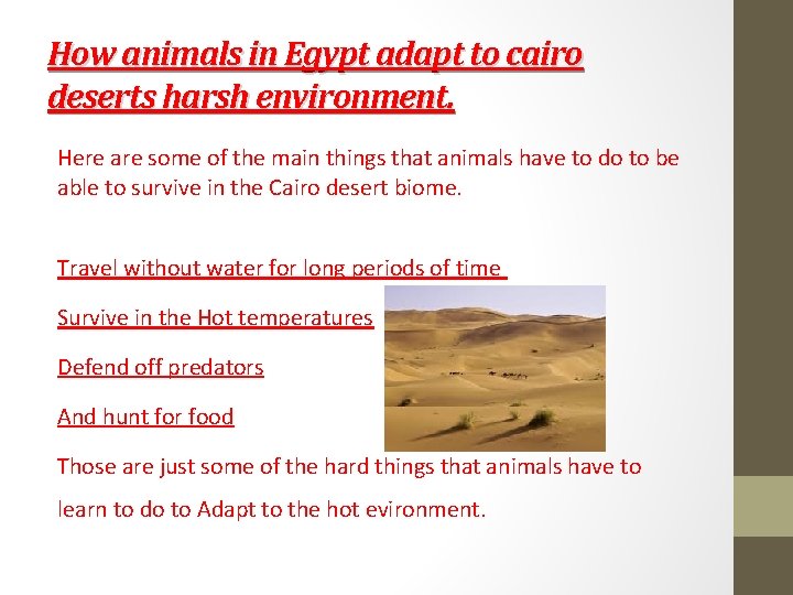 How animals in Egypt adapt to cairo deserts harsh environment. Here are some of