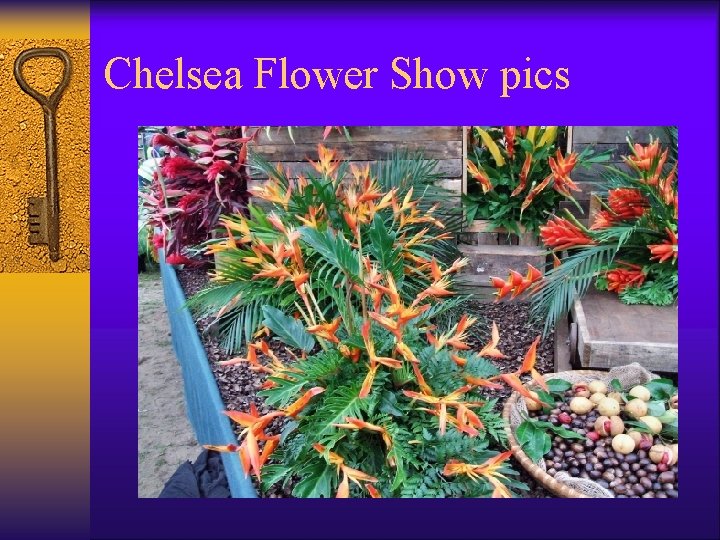 Chelsea Flower Show pics 