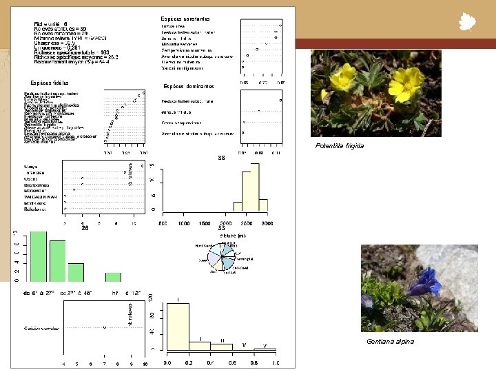 Espèces constantes Conservatoire Botanique National Alpin Espèces fidèles Espèces dominantes Potentilla frigida Gentiana alpina