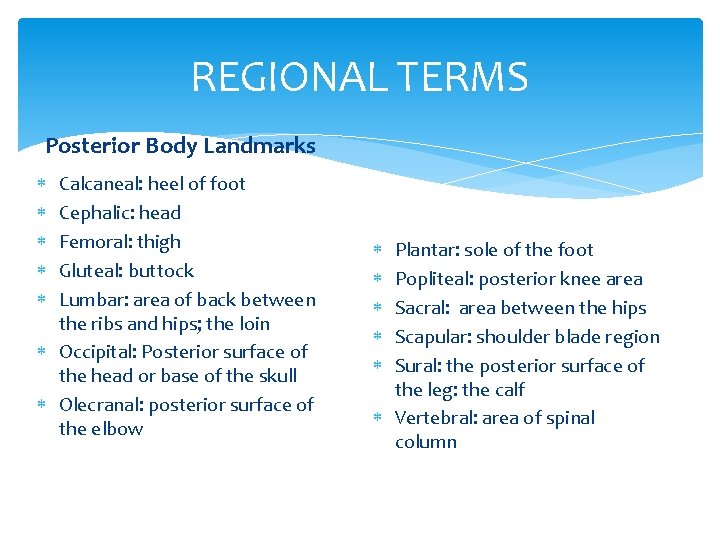 REGIONAL TERMS Posterior Body Landmarks Calcaneal: heel of foot Cephalic: head Femoral: thigh Gluteal: