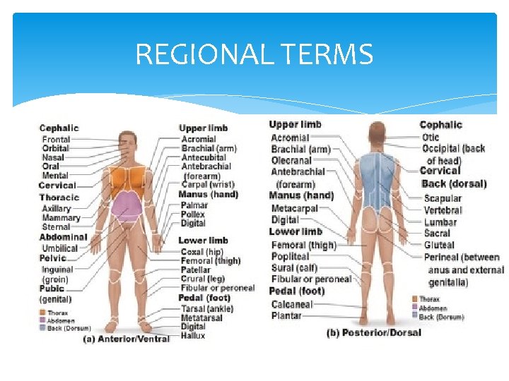 REGIONAL TERMS 