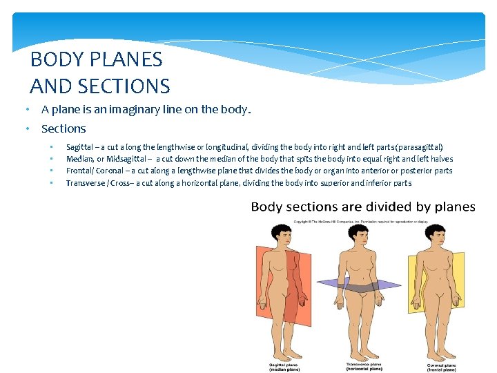 BODY PLANES AND SECTIONS • A plane is an imaginary line on the body.