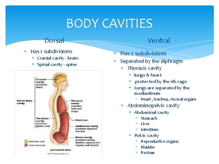 BODY CAVITIES Dorsal Has 2 subdivisions Cranial cavity - brain Spinal cavity - spine