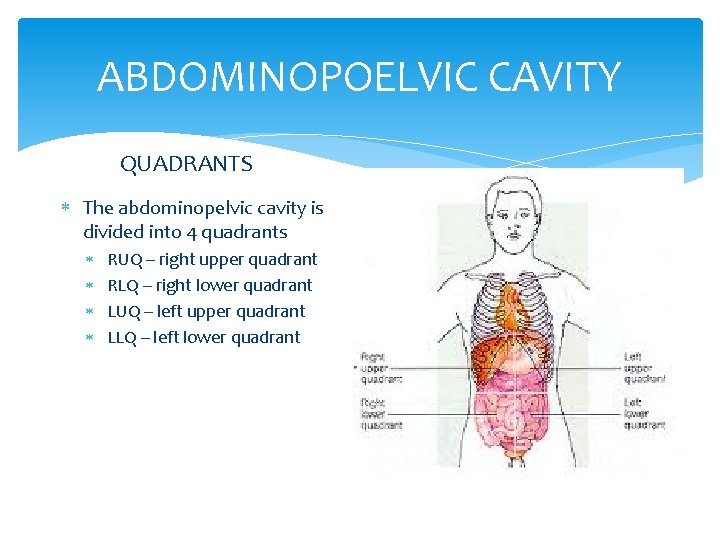 ABDOMINOPOELVIC CAVITY QUADRANTS The abdominopelvic cavity is divided into 4 quadrants RUQ – right