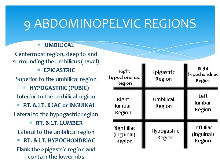 9 ABDOMINOPELVIC REGIONS UMBILICAL Centermost region, deep to and surrounding the umbilicus (navel) EPIGASTRIC