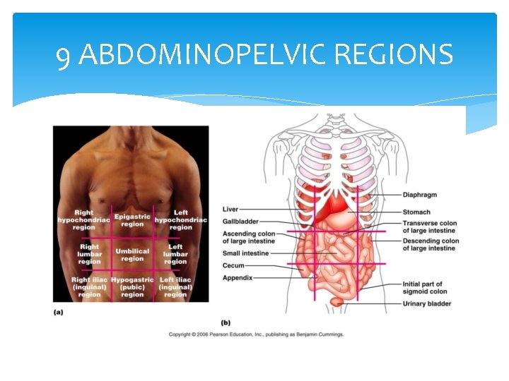 9 ABDOMINOPELVIC REGIONS 