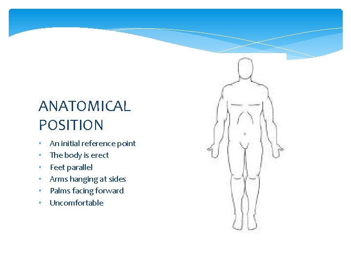 ANATOMICAL POSITION • • • An initial reference point The body is erect Feet
