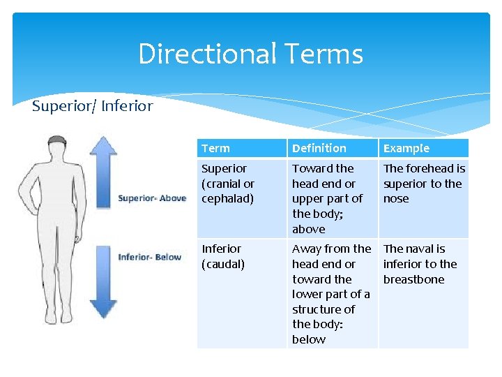 Directional Terms Superior/ Inferior Term Definition Example Superior (cranial or cephalad) Toward the head