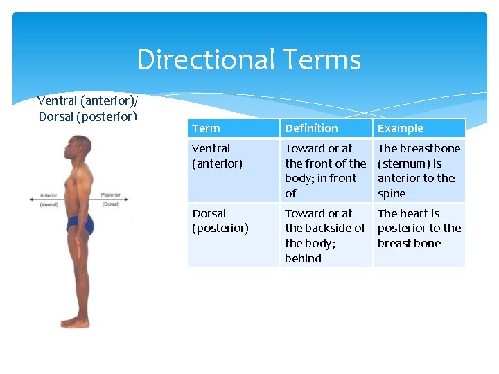 Directional Terms Ventral (anterior)/ Dorsal (posterior) Term Definition Example Ventral (anterior) Toward or at