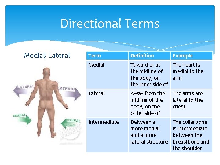 Directional Terms Medial/ Lateral Term Definition Example Medial Toward or at The heart is