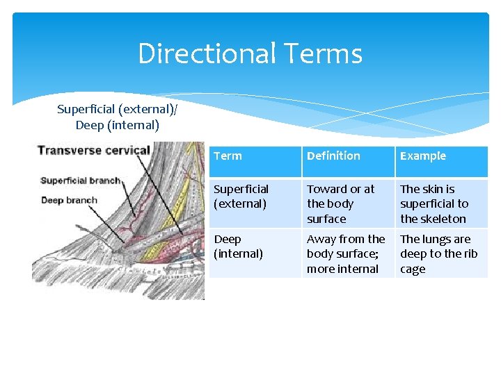 Directional Terms Superficial (external)/ Deep (internal) Term Definition Example Superficial (external) Toward or at