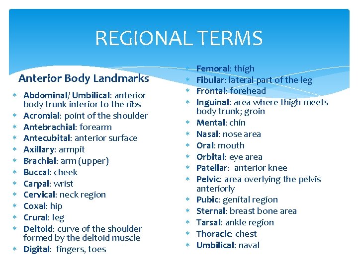 REGIONAL TERMS Anterior Body Landmarks Abdominal/ Umbilical: anterior body trunk inferior to the ribs
