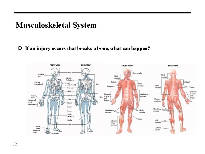Musculoskeletal System If an injury occurs that breaks a bone, what can happen? 12