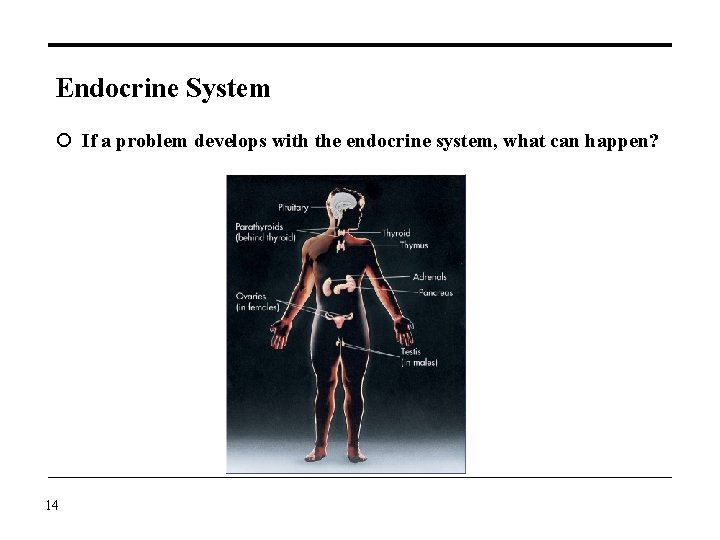Endocrine System If a problem develops with the endocrine system, what can happen? 14