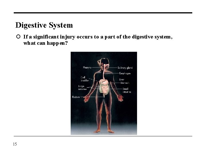 Digestive System If a significant injury occurs to a part of the digestive system,