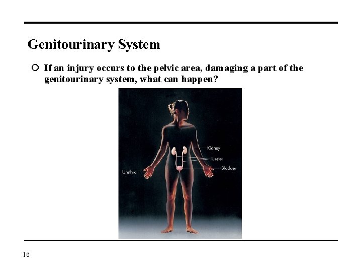 Genitourinary System If an injury occurs to the pelvic area, damaging a part of