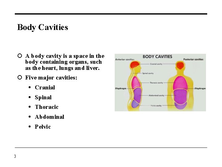 Body Cavities A body cavity is a space in the body containing organs, such