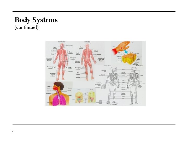 Body Systems (continued) 6 