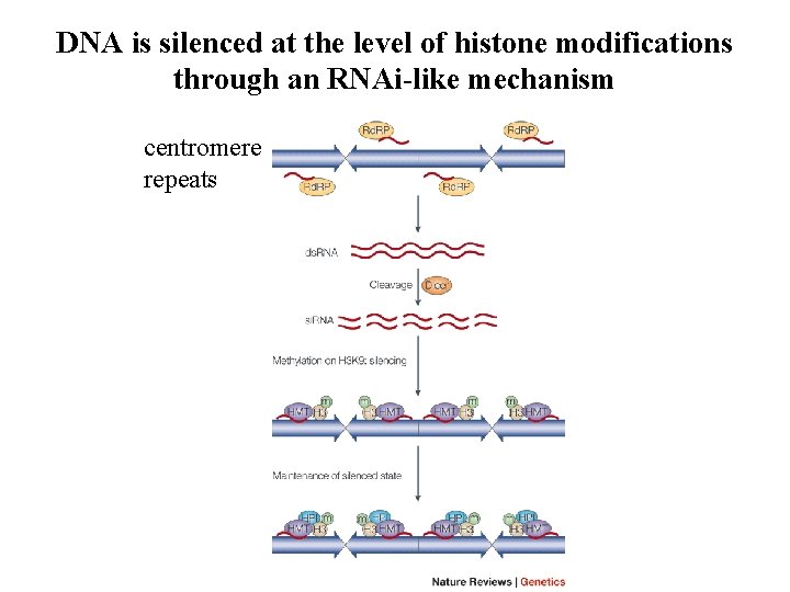DNA is silenced at the level of histone modifications through an RNAi-like mechanism centromere