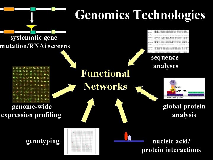 Genomics Technologies systematic gene mutation/RNAi screens Functional Networks genome-wide expression profiling genotyping sequence analyses
