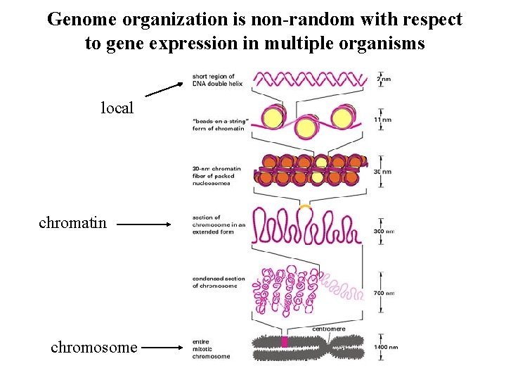Genome organization is non-random with respect to gene expression in multiple organisms local chromatin
