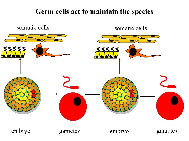 Germ cells act to maintain the species somatic cells embryo somatic cells gametes embryo