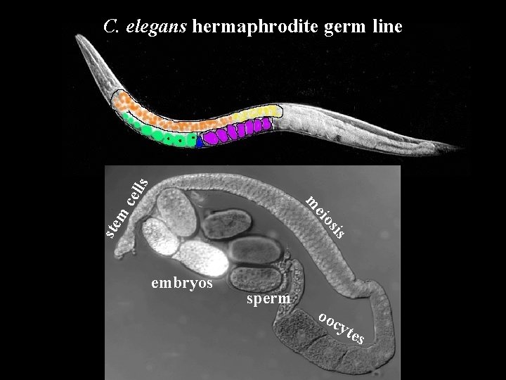 sis ste m eio m cel ls C. elegans hermaphrodite germ line embryos sperm