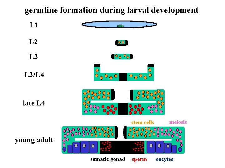 germline formation during larval development L 1 L 2 L 3/L 4 late L