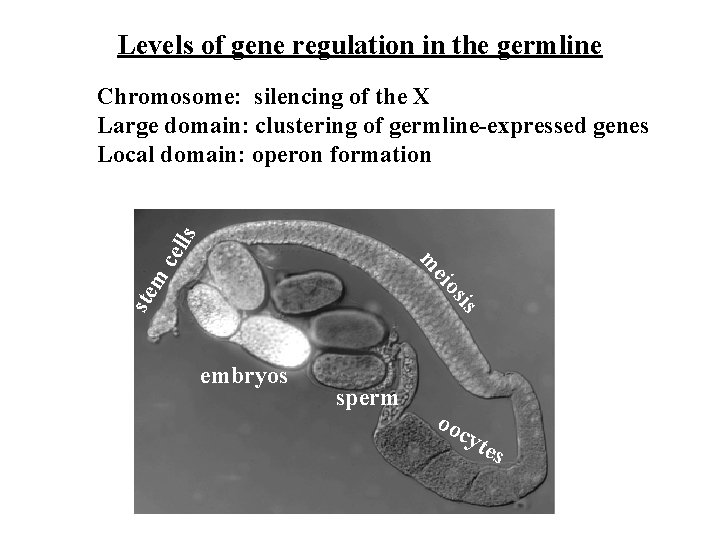 Levels of gene regulation in the germline sis ste m eio m cel ls