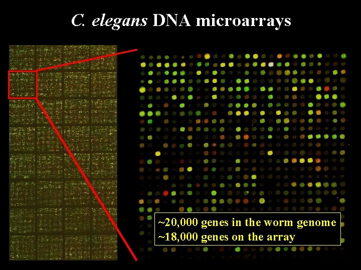 C. elegans DNA microarrays ~20, 000 genes in the worm genome ~18, 000 genes