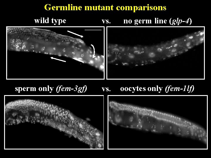 Germline mutant comparisons wild type vs. no germ line (glp-4) sperm only (fem-3 gf)