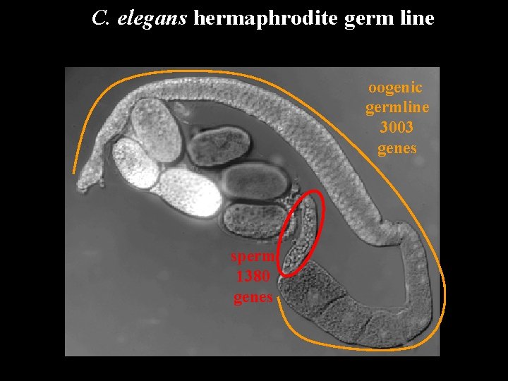 C. elegans hermaphrodite germ line oogenic germline 3003 genes sperm 1380 genes 