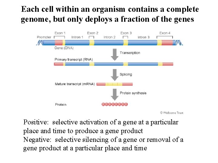 Each cell within an organism contains a complete genome, but only deploys a fraction