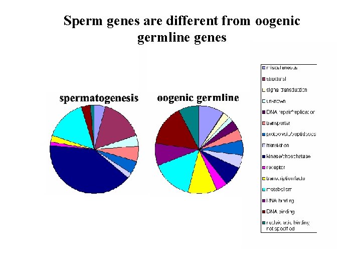 Sperm genes are different from oogenic germline genes 