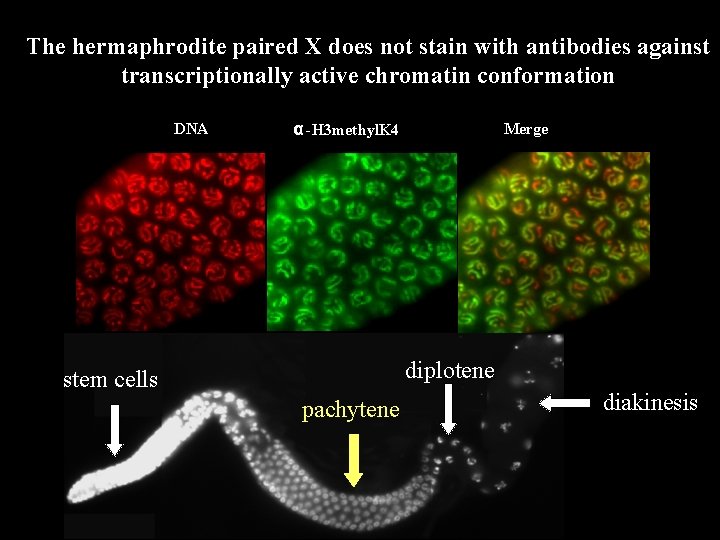 The hermaphrodite paired X does not stain with antibodies against transcriptionally active chromatin conformation