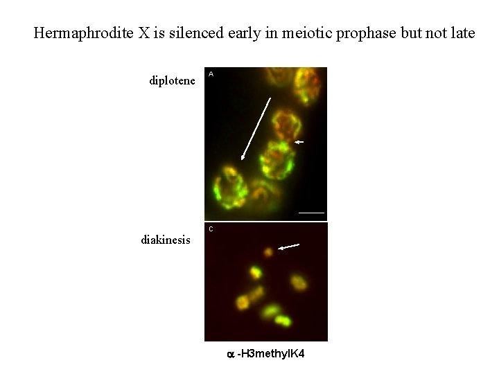 Hermaphrodite X is silenced early in meiotic prophase but not late diplotene A diakines