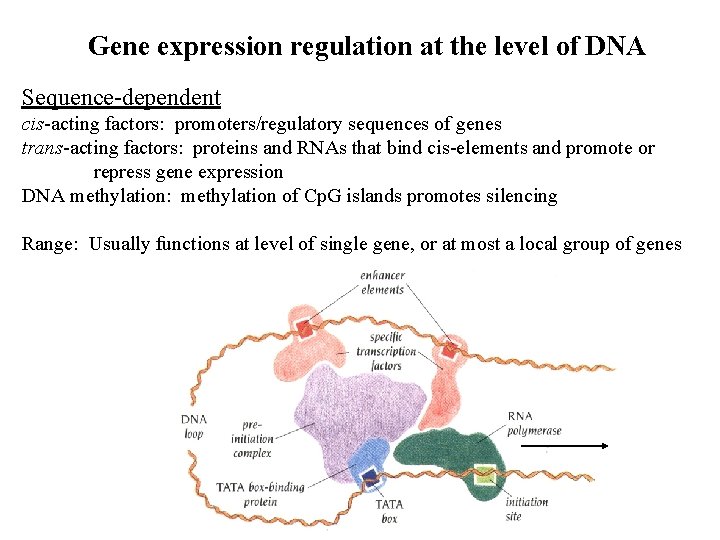 Gene expression regulation at the level of DNA Sequence-dependent cis-acting factors: promoters/regulatory sequences of