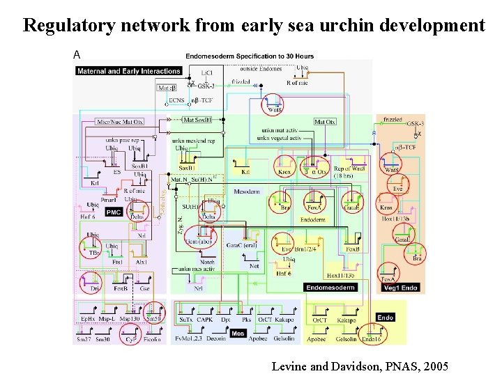 Regulatory network from early sea urchin development Levine and Davidson, PNAS, 2005 