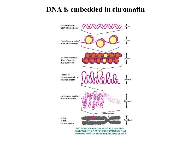 DNA is embedded in chromatin 