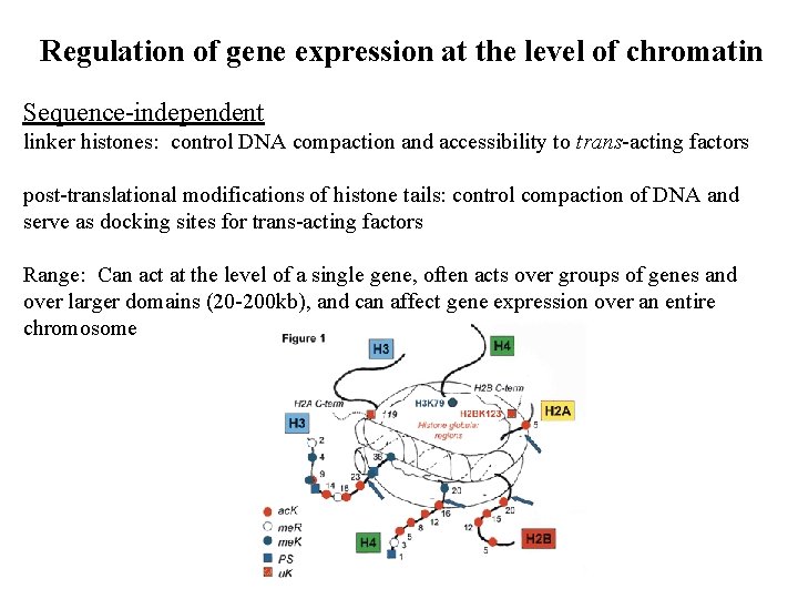 Regulation of gene expression at the level of chromatin Sequence-independent linker histones: control DNA