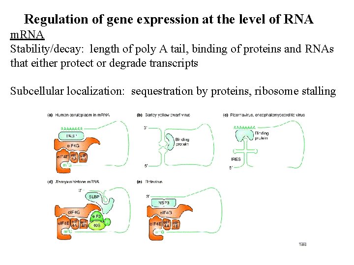 Regulation of gene expression at the level of RNA m. RNA Stability/decay: length of