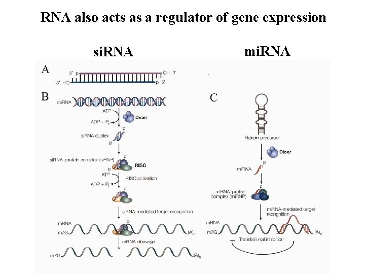 RNA also acts as a regulator of gene expression si. RNA mi. RNA 