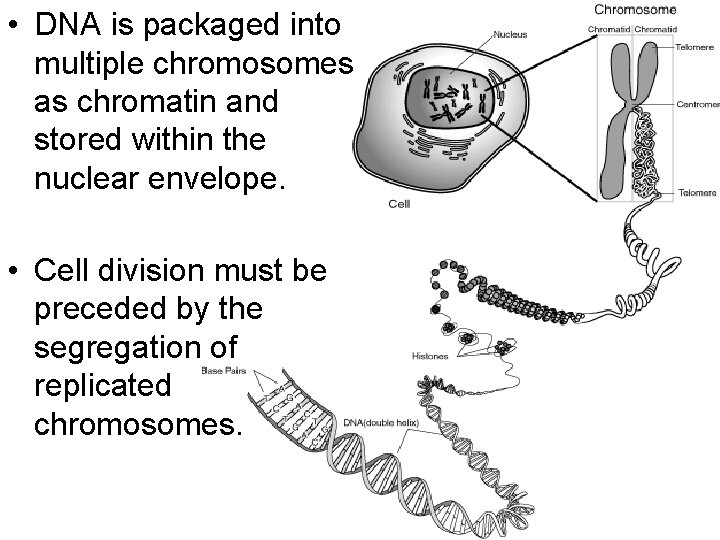  • DNA is packaged into multiple chromosomes as chromatin and stored within the