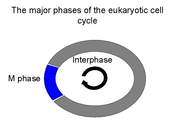 The major phases of the eukaryotic cell cycle Interphase M phase 