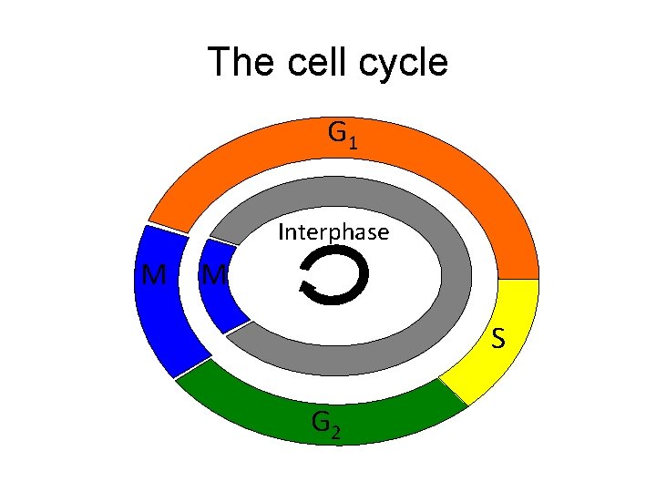 The cell cycle G 1 Interphase M M S G 2 