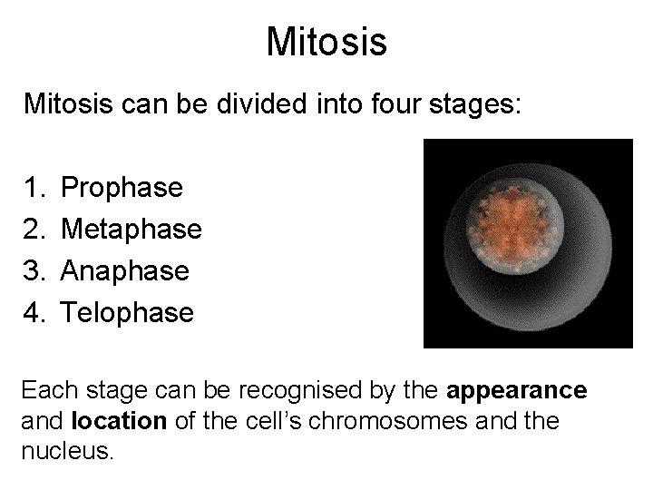 Mitosis can be divided into four stages: 1. 2. 3. 4. Prophase Metaphase Anaphase