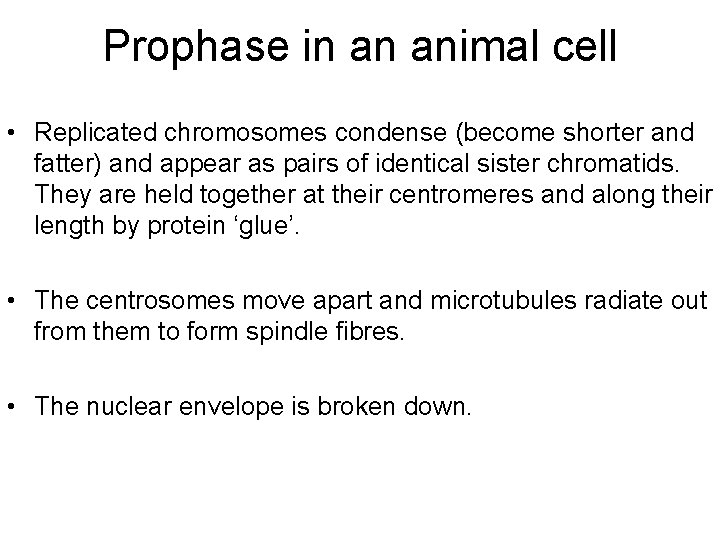 Prophase in an animal cell • Replicated chromosomes condense (become shorter and fatter) and