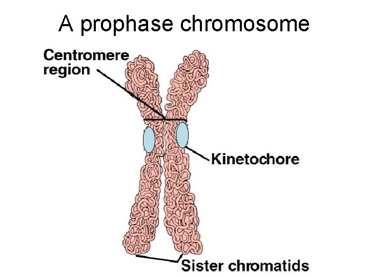 A prophase chromosome 